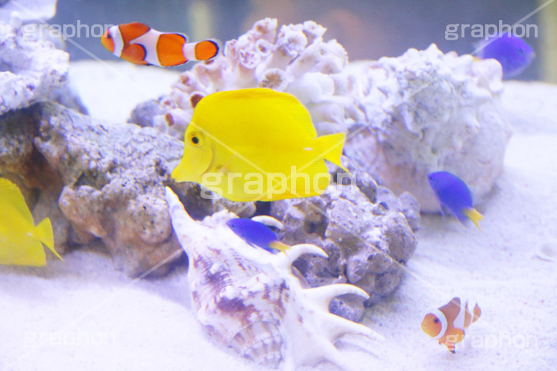 キイロハギとクマノミ,水族館,アクアリウム,アクア,魚,深海,キイロハギ,クマノミ,水槽,黄色,ハギ,隠れ,カクレクマノミ,くまのみ,トンボダイ,ハチマキ,チンチクリ,ヤハゲ,フィッシュ,fish,aquarium