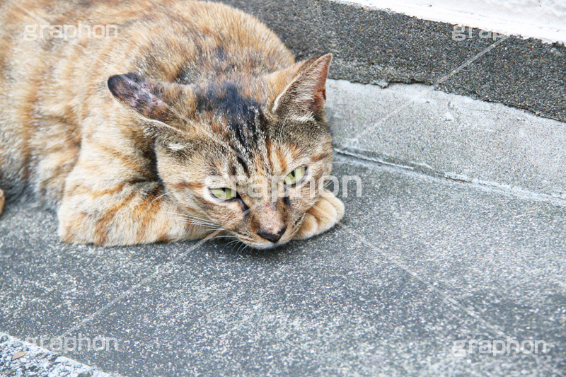 なんだよ‥,こっち見んな！,のら,野良,ねこ,猫,ネコ,野良猫,睨む,cat