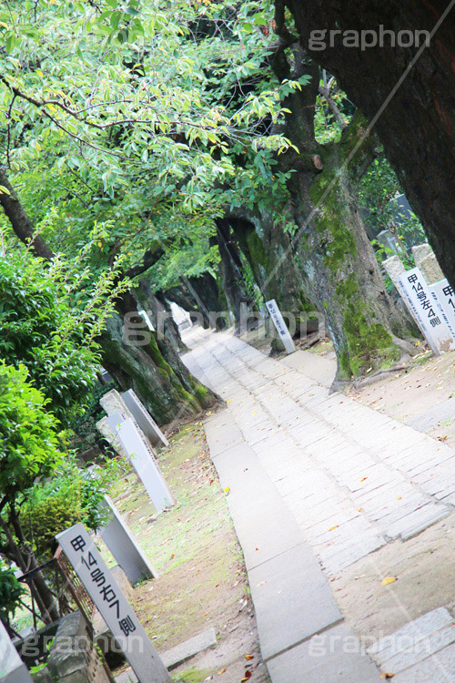谷中霊園,谷中,霊園,日暮里,荒川区,西日暮里,駅前,台東区,お墓,墓,公園,墓地,石畳,深緑