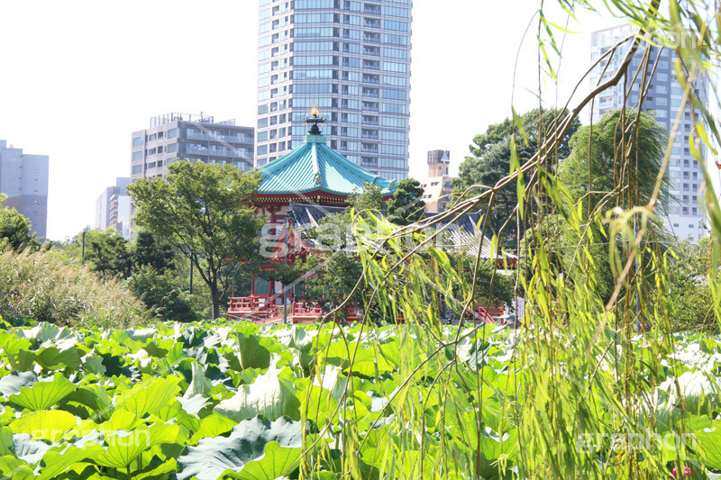 弁天堂,弁天,上野,うえの,台東区,下町,不忍池,寺,寺院,参拝,お参り,ヒンドゥー教,女神,東叡山寛永寺,寛永寺,江戸,はす,蓮,ボート池,やなぎ,柳