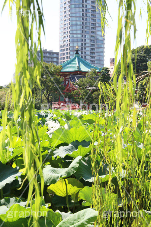 弁天堂,弁天,上野,うえの,台東区,下町,不忍池,寺,寺院,参拝,お参り,ヒンドゥー教,女神,東叡山寛永寺,寛永寺,江戸,はす,蓮,ボート池,やなぎ,柳