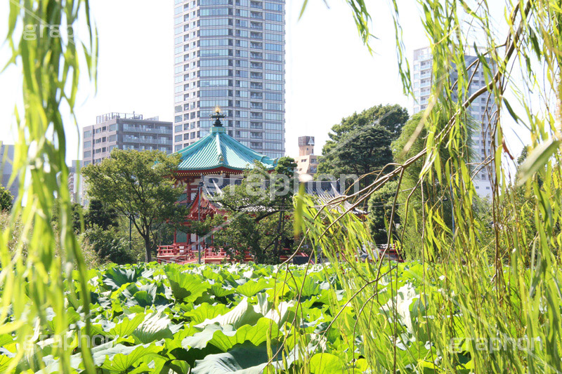 弁天堂,弁天,上野,うえの,台東区,下町,不忍池,寺,寺院,参拝,お参り,ヒンドゥー教,女神,東叡山寛永寺,寛永寺,江戸,はす,蓮,ボート池,やなぎ,柳
