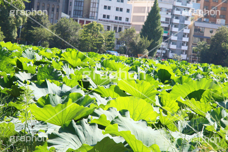 不忍池,弁天堂,上野,うえの,台東区,下町,はす,蓮,ボート池,池