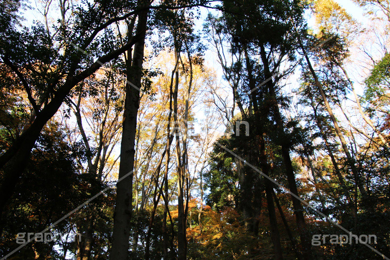 秋空,逆光紅葉,逆光,紅葉,自然,植物,木々,草木,森林,秋,japan,autumn