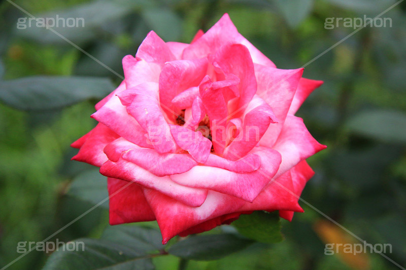 ピンクのバラ,ピンク,バラ,花,フラワー,ローズ,flower,pink,rose,薔薇