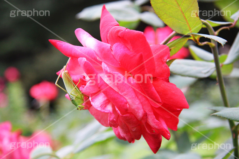 バラとキリギリス,キリギリス,昆虫,虫,ピンク,バラ,花,フラワー,ローズ,flower,pink,rose,薔薇