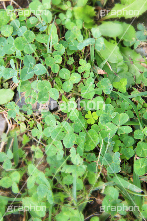 クローバー,三つ葉,四つ葉,幸運,探す,雑草,草,草原,シロツメクサ,ナチュラル,natural,clover,草木,自然