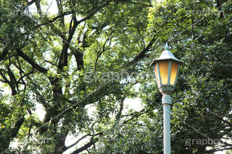 公園の外灯,公園,蜘蛛の巣,くもの巣,外灯,照明,ライト,電気,光,照明器具,ライティング,明,自然
