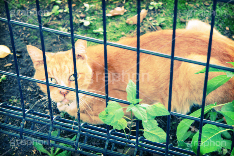 柵越し猫(ヴィンテージ),動物,トイカメラ撮影,トイカメラ,ヴィンテージ,ビンテージ,レトロ,お洒落,おしゃれ,オシャレ,味わい,トンネル効果