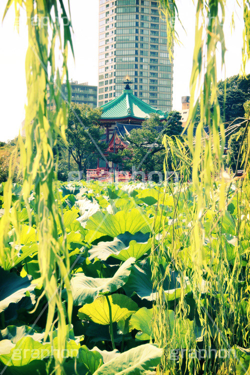 上野の弁天堂(ヴィンテージ),池,上野,トイカメラ撮影,トイカメラ,ヴィンテージ,ビンテージ,レトロ,お洒落,おしゃれ,オシャレ,味わい,トンネル効果