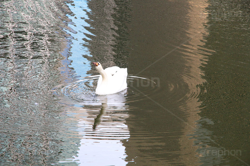 首を突き出す白鳥,首,白鳥,鳥,野鳥,とり,優雅,池,泳ぐ,水面,渡り鳥,カモ科,水鳥,湖