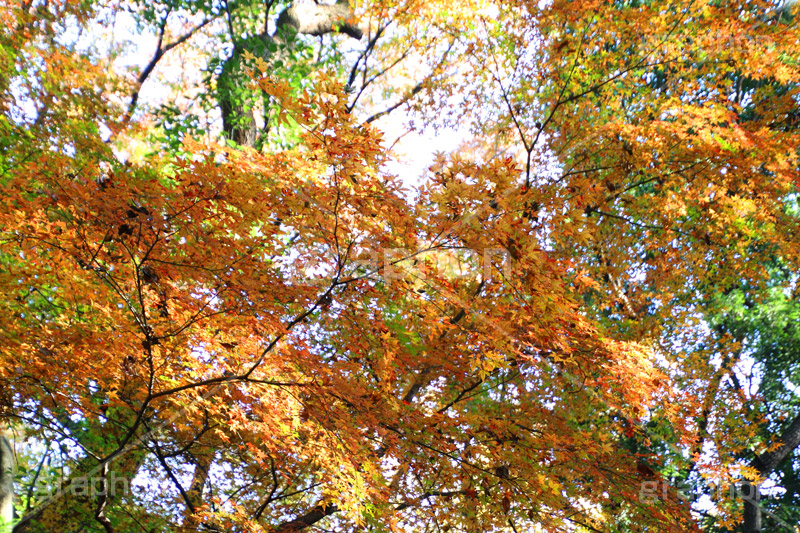 グラデーションが綺麗な紅葉,グラデーション,紅葉,こうよう,もみじ,モミジ,紅葉狩り,黄葉,落葉広葉樹,カエデ科,秋,季語,色づく,キレイ,きれい,綺麗,照紅葉,照葉,gradation,japan,autumn