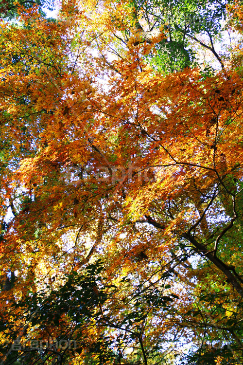 グラデーションが綺麗な紅葉,グラデーション,紅葉,こうよう,もみじ,モミジ,紅葉狩り,黄葉,落葉広葉樹,カエデ科,秋,季語,色づく,キレイ,きれい,綺麗,照紅葉,照葉,gradation,japan,autumn