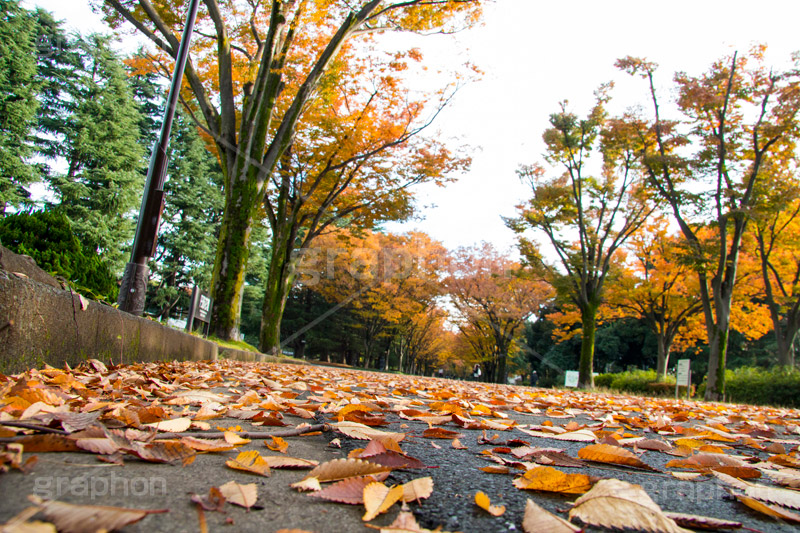 駒沢公園の紅葉,駒沢公園,世田谷区,目黒区,公園,落ち葉,紅葉,自然,植物,木々,秋,オレンジ,黄色,季語,japan,autumn,駒沢オリンピック公園,総合運動場