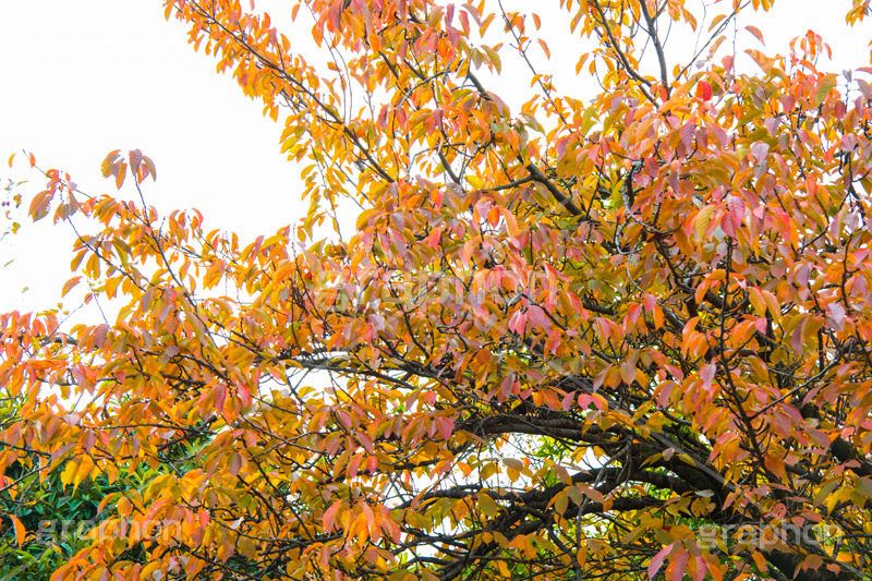 色づく木々,黄色,オレンジ,色づく,紅葉,自然,植物,木々,秋,季語,草木,japan,autumn