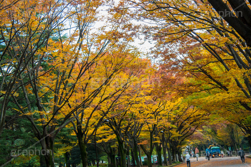 駒沢公園の紅葉,駒沢公園,世田谷区,目黒区,公園,落ち葉,紅葉,自然,植物,木々,秋,オレンジ,黄色,季語,japan,autumn,駒沢オリンピック公園,総合運動場