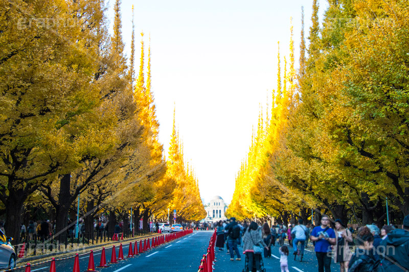 神宮外苑イチョウ並木,神宮外苑,イチョウ並木,紅葉,イチョウ,いちょう,銀杏,こうよう,もみじ,モミジ,紅葉狩り,黄葉,落葉広葉樹,カエデ科,秋,季語,落ち葉,外苑前,港区,japan,autumn