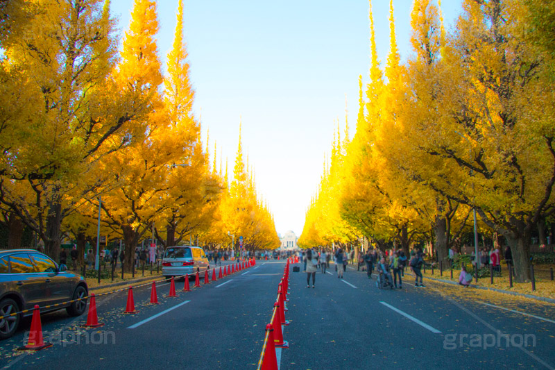 神宮外苑イチョウ並木,神宮外苑,イチョウ並木,紅葉,イチョウ,いちょう,銀杏,こうよう,もみじ,モミジ,紅葉狩り,黄葉,落葉広葉樹,カエデ科,秋,季語,落ち葉,外苑前,港区,japan,autumn