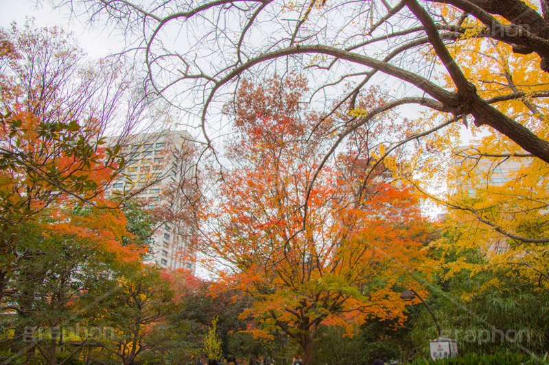 日比谷公園の紅葉,日比谷公園,千代田区,日比谷,公園,紅葉,落ち葉,秋,もみじ,モミジ,いちょう,イチョウ,銀杏,japan,autumn,都立公園,霞が関,有楽町,紅葉狩り,季語