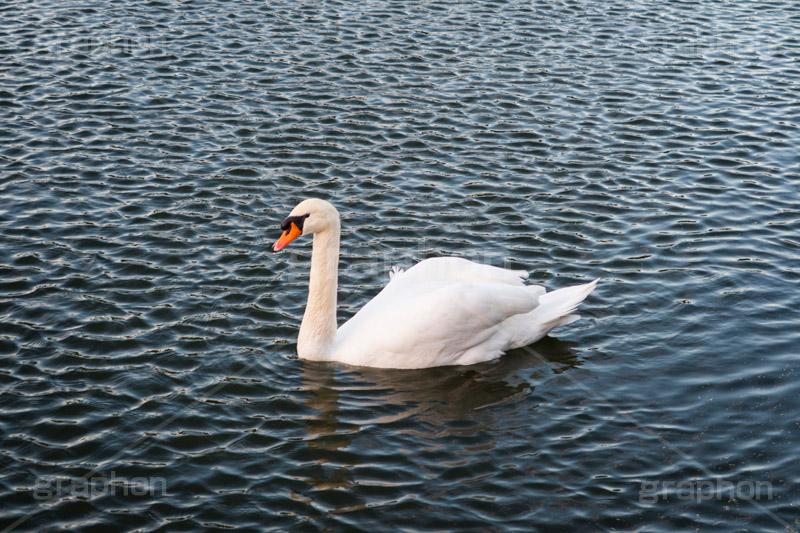 白鳥,鳥,野鳥,とり,優雅,池,泳ぐ,水面,渡り鳥,カモ科,水鳥,湖