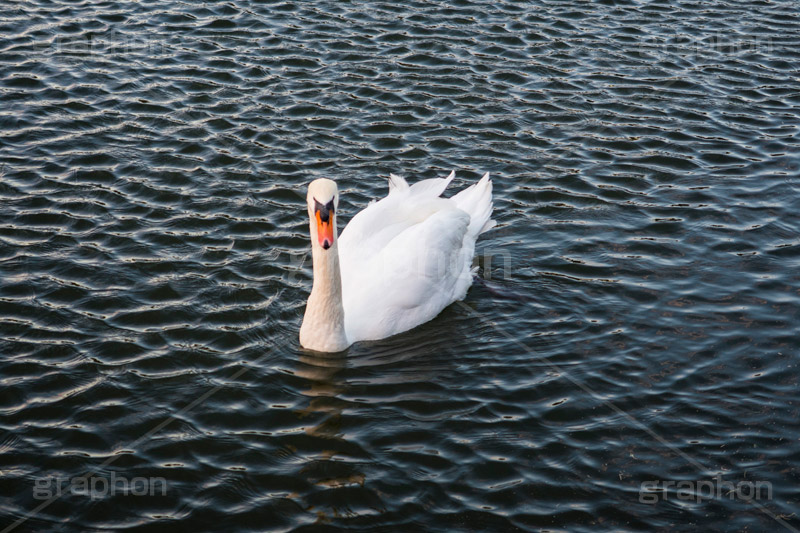 白鳥,鳥,野鳥,とり,優雅,池,泳ぐ,水面,渡り鳥,カモ科,水鳥,湖