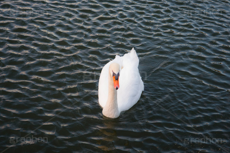 白鳥,鳥,野鳥,とり,優雅,池,泳ぐ,水面,渡り鳥,カモ科,水鳥,湖