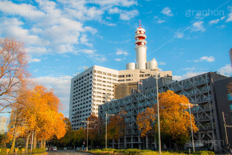 警視庁本部庁舎前の紅葉,紅葉,秋,イチョウ,いちょう,銀杏,警視庁本部庁舎,警視庁,警察,霞が関,虎の門,虎ノ門,国家,機関,庁舎,交差点,国,組織,japan,police
