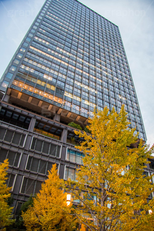 丸の内の高層ビル,東京,東京駅,丸の内,ビル,ビル群,ビジネス街,オフィス街,building,Tokyo Station City,オフィス,office,tokyo,高層ビル,紅葉,イチョウ,いちょう,銀杏,秋