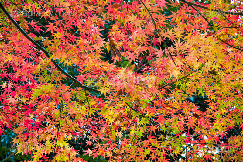 赤、黄、緑が綺麗なもみじ,グラデーション,もみじ,真っ赤,色づく,紅葉,自然,植物,木々,秋,赤,季語,草木,japan,autumn,gradation