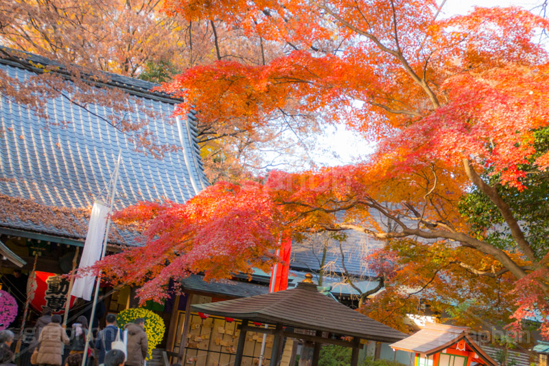 等々力不動尊の紅葉,紅葉,秋,もみじ,モミジ,かえで,等々力不動尊,不動尊,不動堂,行者,利益,交通安全,巡礼,学業成就,等々力渓谷,等々力,渓谷,世田谷区,世田谷,谷沢川,季語