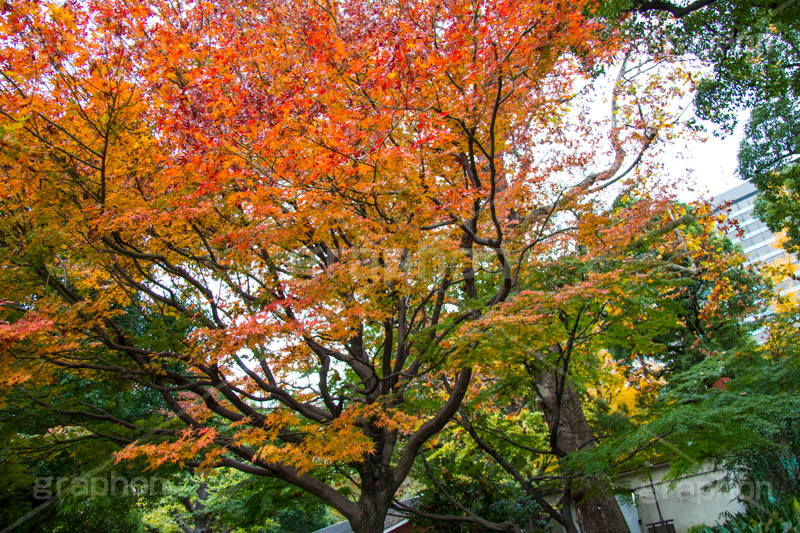 日比谷公園の紅葉,日比谷公園,千代田区,日比谷,公園,紅葉,落ち葉,秋,もみじ,モミジ,いちょう,イチョウ,銀杏,都立公園,霞が関,有楽町,紅葉狩り,季語,japan,autumn
