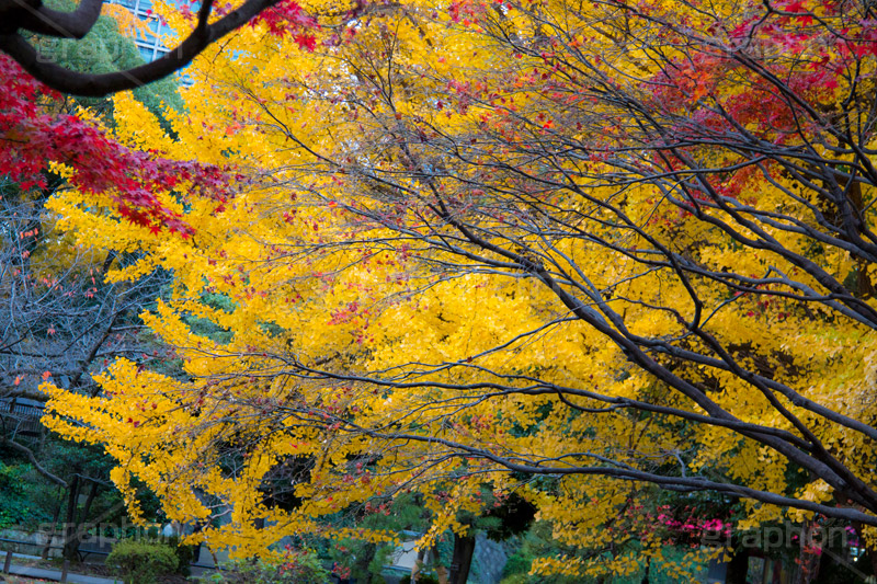 日比谷公園の紅葉,日比谷公園,千代田区,日比谷,公園,紅葉,落ち葉,秋,もみじ,モミジ,いちょう,イチョウ,銀杏,都立公園,霞が関,有楽町,紅葉狩り,季語,japan,autumn