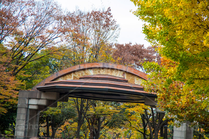 日比谷公園の紅葉,日比谷公園,千代田区,日比谷,公園,紅葉,落ち葉,秋,もみじ,モミジ,いちょう,イチョウ,銀杏,都立公園,霞が関,有楽町,紅葉狩り,季語,野外ステージ,ステージ,コンサート,ライブ,ライヴ,japan,autumn