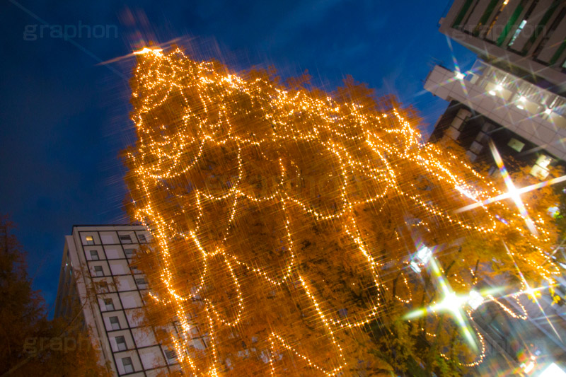 阿佐ヶ谷のイルミネーション,クリスマスツリー,ツリー,イルミネーション,イルミ,illumination,Christmas,電飾,電球,冬,キラキラ,綺麗,きれい,キレイ,煌,輝,都内,クリスマス,阿佐ヶ谷,あさがや,駅前,新宿区,クロスフィルタ,ロータリー