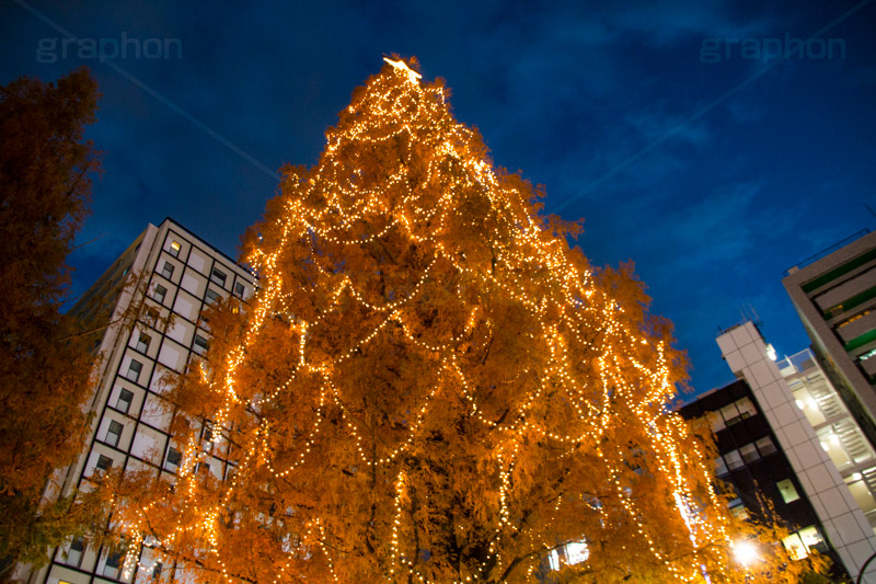 阿佐ヶ谷のイルミネーション,クリスマスツリー,ツリー,イルミネーション,イルミ,illumination,Christmas,電飾,電球,冬,キラキラ,綺麗,きれい,キレイ,煌,輝,都内,クリスマス,阿佐ヶ谷,あさがや,駅前,新宿区,ロータリー