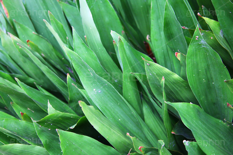 草に蜘蛛の巣,自然,草木,植物,草,雑草,くもの巣,蜘蛛の巣,巣,natural