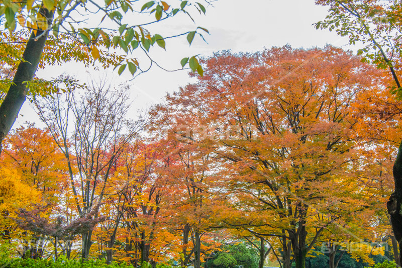 駒沢公園の紅葉,駒沢公園,世田谷区,目黒区,公園,落ち葉,紅葉,自然,植物,木々,秋,オレンジ,黄色,季語,japan,autumn,駒沢オリンピック公園,総合運動場