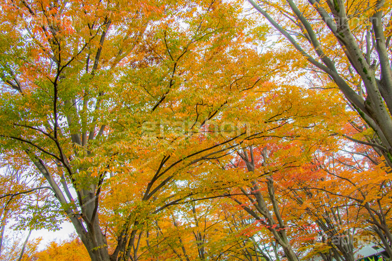 駒沢公園の紅葉,駒沢公園,世田谷区,目黒区,公園,落ち葉,紅葉,自然,植物,木々,秋,オレンジ,黄色,季語,japan,autumn,駒沢オリンピック公園,総合運動場