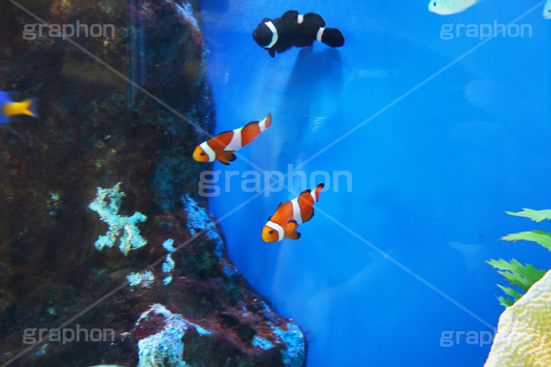 クマノミ,水族館,アクアリウム,アクア,魚,深海,クマノミ,水槽,シマ,隠れ,カクレクマノミ,くまのみ,トンボダイ,ハチマキ,チンチクリ,ヤハゲ,フィッシュ,fish,aquarium
