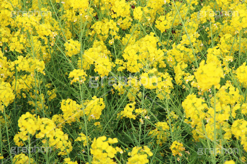 菜の花,なのはな,菜の花畑,菜,花,お花,フラワー,はな,花畑,キレイ,きれい,綺麗,満開,咲,咲いた,さいた,黄色,アブラナ,あぶらな,アブラナ科,セイヨウアブラナ,春,spring,flower