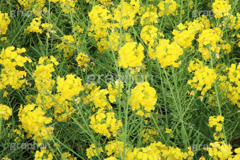 菜の花,なのはな,菜の花畑,菜,花,お花,フラワー,はな,花畑,キレイ,きれい,綺麗,満開,咲,咲いた,さいた,黄色,アブラナ,あぶらな,アブラナ科,セイヨウアブラナ,春,spring,flower