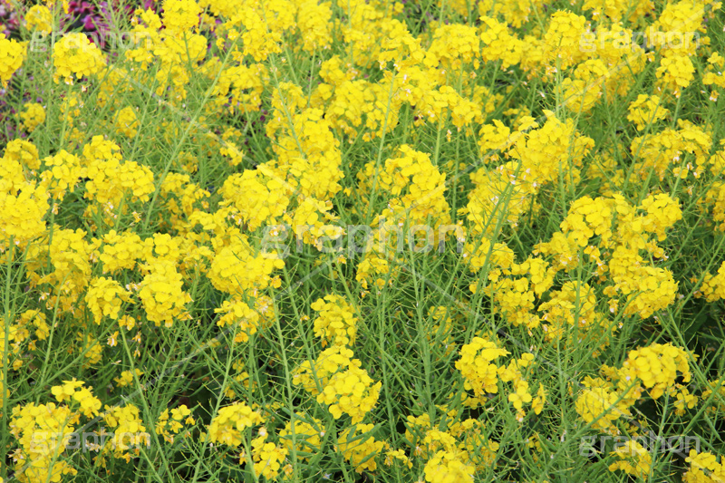 菜の花,なのはな,菜の花畑,菜,花,お花,フラワー,はな,花畑,キレイ,きれい,綺麗,満開,咲,咲いた,さいた,黄色,アブラナ,あぶらな,アブラナ科,セイヨウアブラナ,春,spring,flower