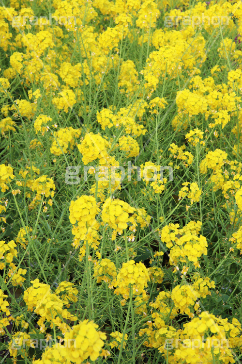 菜の花,なのはな,菜の花畑,菜,花,お花,フラワー,はな,花畑,キレイ,きれい,綺麗,満開,咲,咲いた,さいた,黄色,アブラナ,あぶらな,アブラナ科,セイヨウアブラナ,春,spring,flower