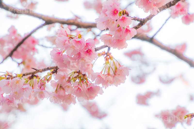 河津桜,桜,さくら,サクラ,桜まつり,花見,お花見,花,お花,フラワー,はな,flower,spring,japan,綺麗,きれい,キレイ,満開,咲,春,blossom,ひな祭り,雛祭り,ひなまつり