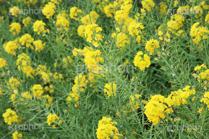 菜の花,なのはな,菜の花畑,菜,花,お花,フラワー,はな,花畑,キレイ,きれい,綺麗,満開,咲,咲いた,さいた,黄色,アブラナ,あぶらな,アブラナ科,セイヨウアブラナ,春,spring,flower