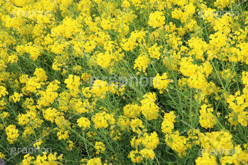 菜の花,なのはな,菜の花畑,菜,花,お花,フラワー,はな,花畑,キレイ,きれい,綺麗,満開,咲,咲いた,さいた,黄色,アブラナ,あぶらな,アブラナ科,セイヨウアブラナ,春,spring,flower