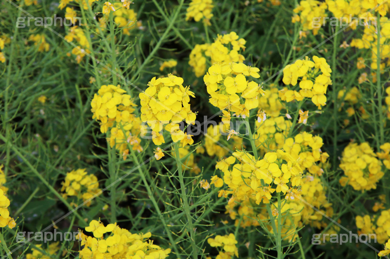 菜の花,なのはな,菜の花畑,菜,花,お花,フラワー,はな,花畑,キレイ,きれい,綺麗,満開,咲,咲いた,さいた,黄色,アブラナ,あぶらな,アブラナ科,セイヨウアブラナ,春,spring,flower