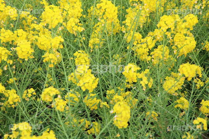 菜の花,なのはな,菜の花畑,菜,花,お花,フラワー,はな,花畑,キレイ,きれい,綺麗,満開,咲,咲いた,さいた,黄色,アブラナ,あぶらな,アブラナ科,セイヨウアブラナ,春,spring,flower