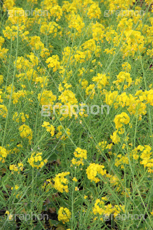 菜の花,なのはな,菜の花畑,菜,花,お花,フラワー,はな,花畑,キレイ,きれい,綺麗,満開,咲,咲いた,さいた,黄色,アブラナ,あぶらな,アブラナ科,セイヨウアブラナ,春,spring,flower