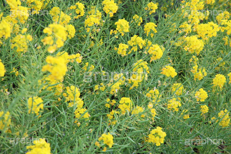 菜の花,なのはな,菜の花畑,菜,花,お花,フラワー,はな,花畑,キレイ,きれい,綺麗,満開,咲,咲いた,さいた,黄色,アブラナ,あぶらな,アブラナ科,セイヨウアブラナ,春,spring,flower